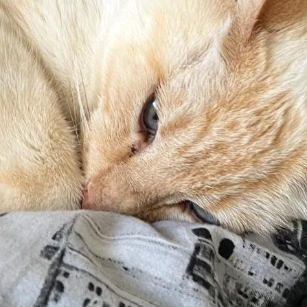 My avatar, a cat picture